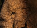Q&A: Report Alleges Governments' Complicity in Tanzanian Elephant Poaching