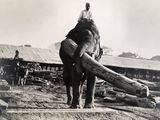 How Burmese Elephants Helped Defeat the Japanese in World War II