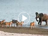 Watch: How Did a Young Elephant Drive Off 14 Lions?