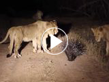 How Did Porcupine Repel 17 Lions? Explaining Viral Video