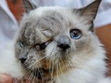 Two-Faced Cats: How Do They Get That Way?