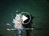 World's Deepest Fish Lurks 5 Miles Down in Mariana Trench