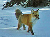 Extremely Rare Fox Seen in Yosemite—First Time in 100 Years