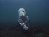 Cute Killers? Gray Seals Maul, Suffocate Seals and Porpoises, Studies Say