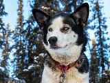 What Makes a Great Sled Dog? Breed, Ambition, Tough Feet