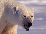 
Is Pollution Weakening Polar Bears' Ability to Mate?